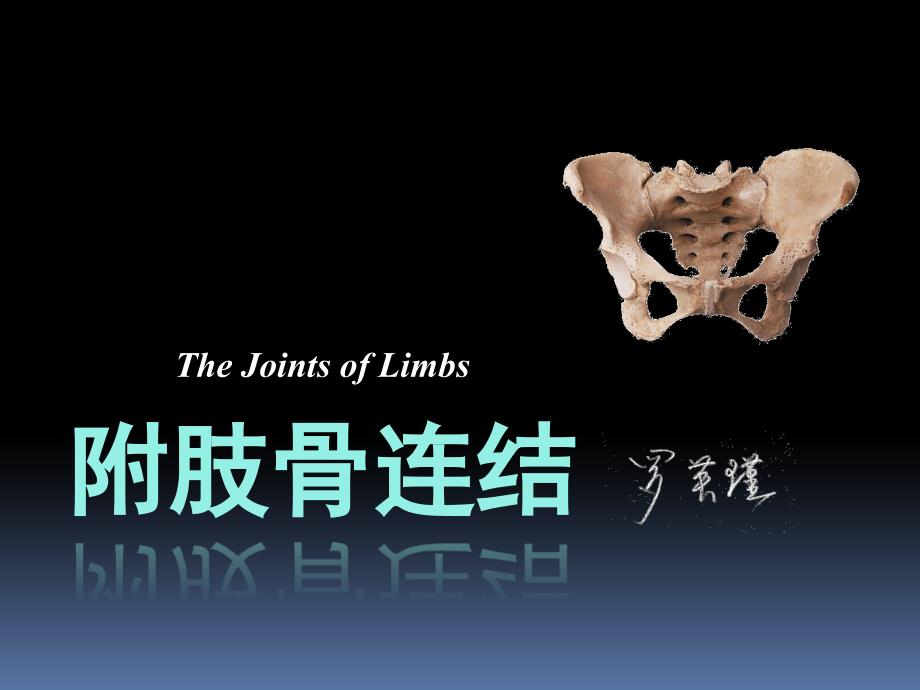 罗英瑾0105四肢骨连结_第1页