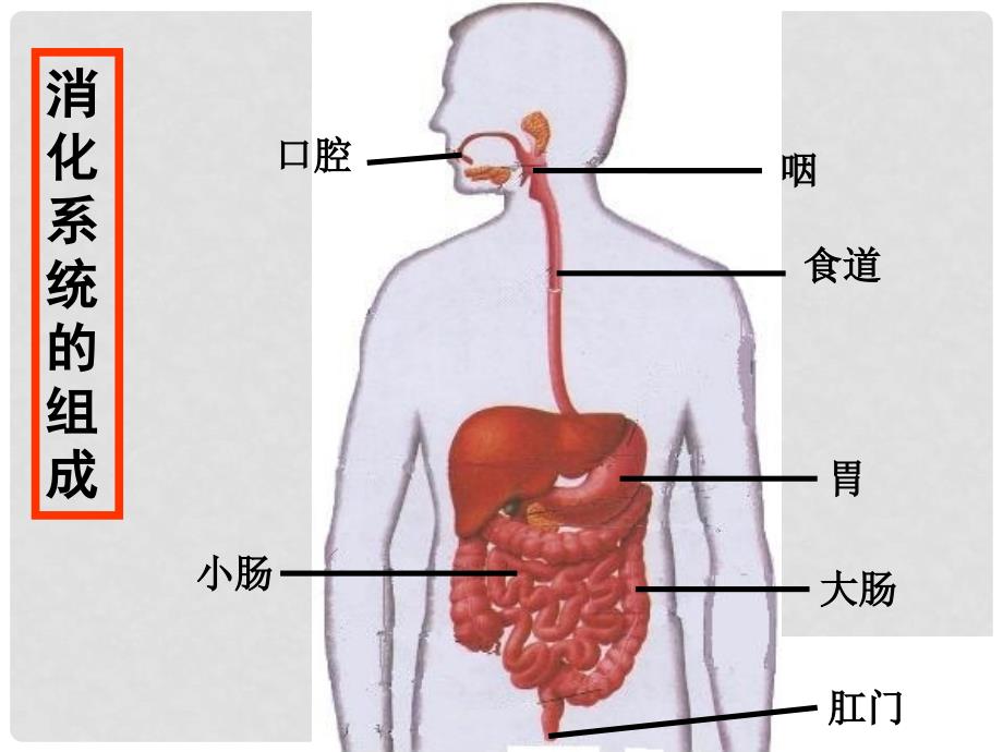 湖北省荆门市钟祥市兰台中学七年级生物下册 第二章 第二节 消化和吸收课件 新人教版_第2页