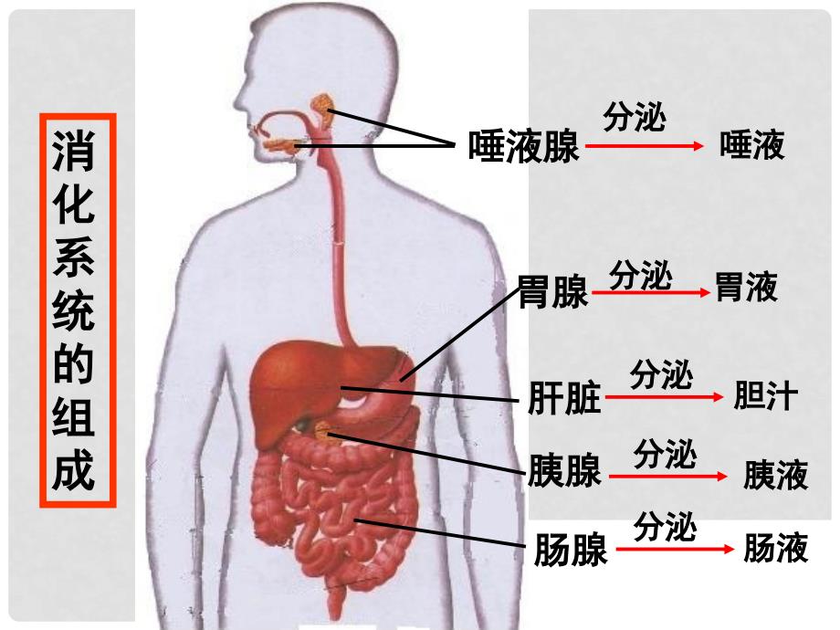 湖北省荆门市钟祥市兰台中学七年级生物下册 第二章 第二节 消化和吸收课件 新人教版_第3页