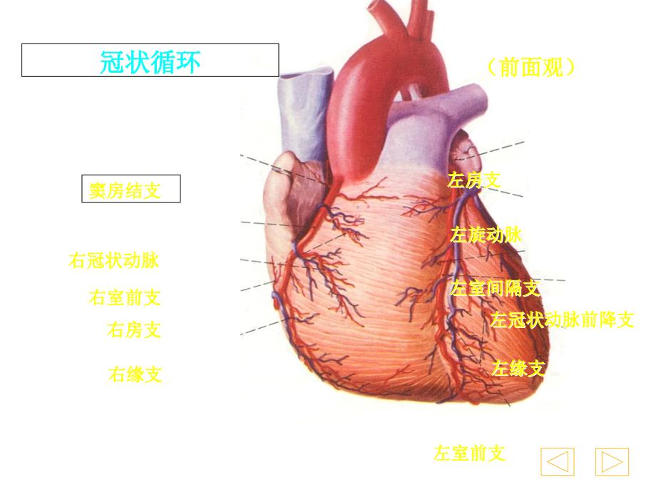 宁大教学心电图PPT文档资料_第4页