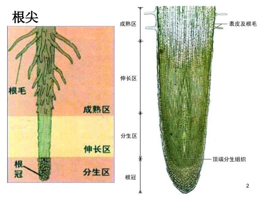 高中生物微专题复习根尖(高考优生辅导)PowerPoint 演示文稿_第2页