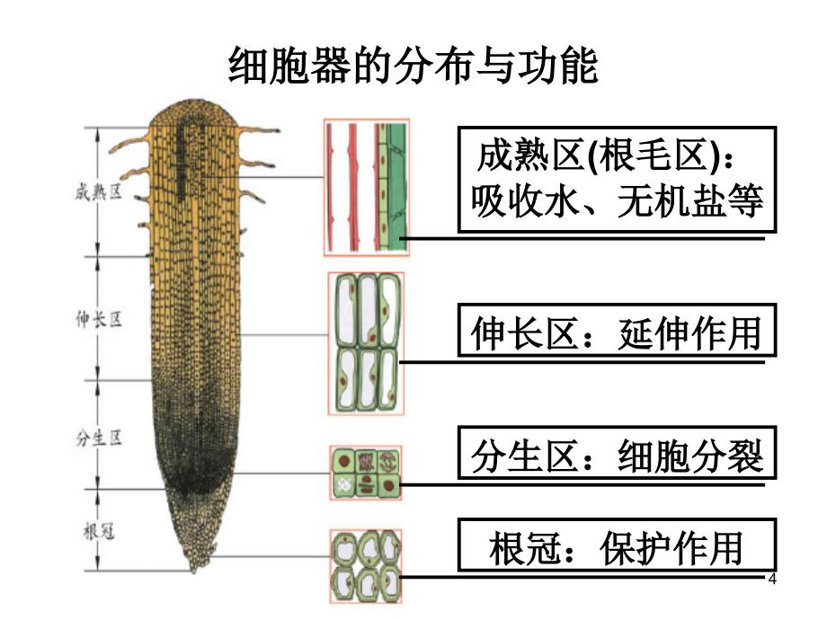 高中生物微专题复习根尖(高考优生辅导)PowerPoint 演示文稿_第4页