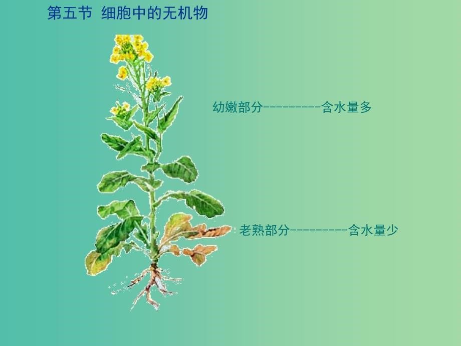 2019高中生物 专题2.5 细胞中的无机物同步课件 新人教版必修1.ppt_第5页