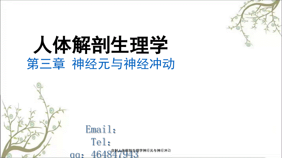 自制人体解剖生理学神经元与神经冲动_第1页