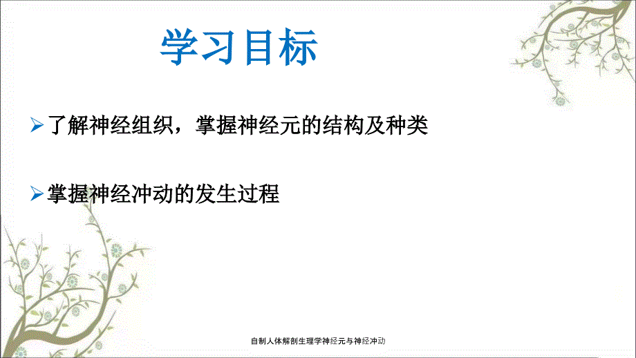 自制人体解剖生理学神经元与神经冲动_第2页