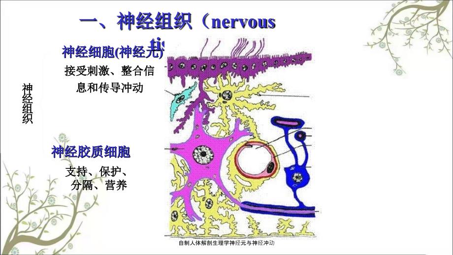 自制人体解剖生理学神经元与神经冲动_第3页