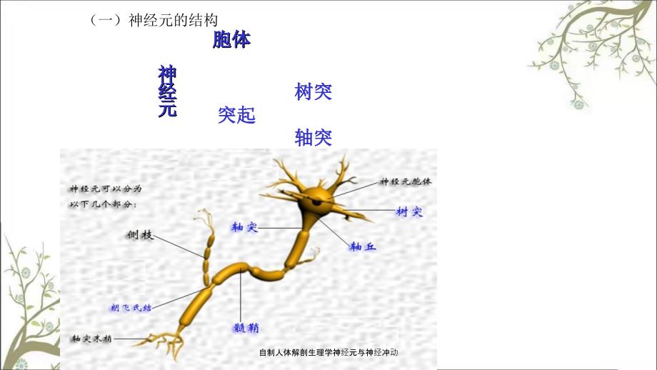 自制人体解剖生理学神经元与神经冲动_第4页