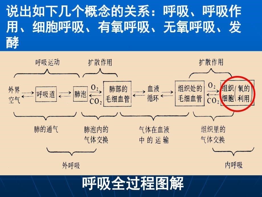 复习细胞呼吸PPT课件_第5页