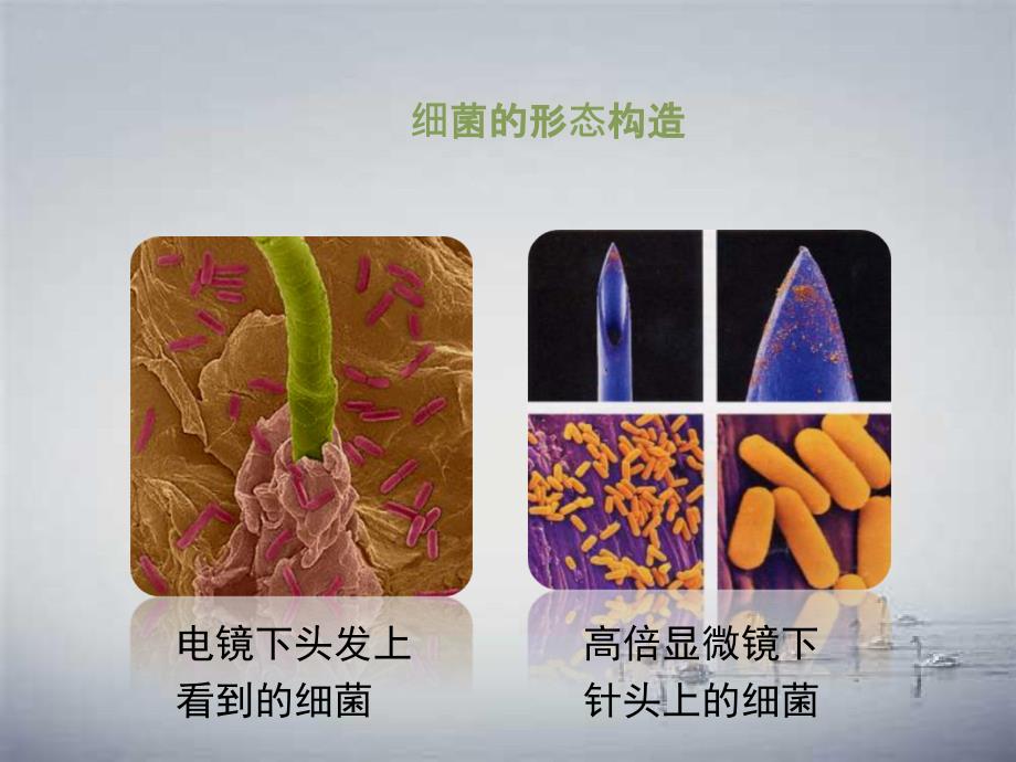 七年级生物上册2.3.2细菌课件新版济南版_第4页