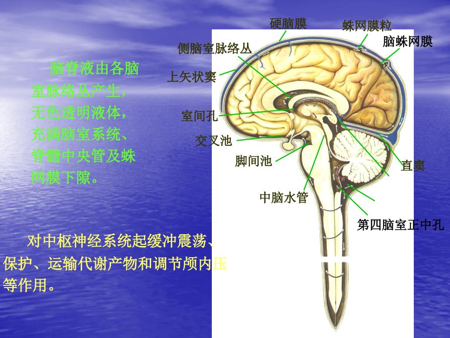 脑积水的影像诊断教学提纲_第4页