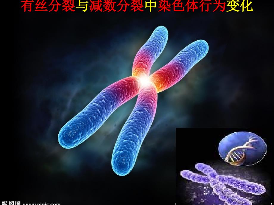 有丝分裂与减数分裂过程中染色体行为变化_第1页