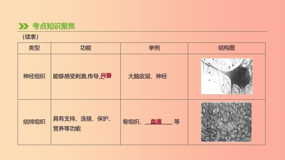 2019年中考生物专题复习二生物体的结构层次第05课时生物体的结构层次课件新人教版.ppt_第5页