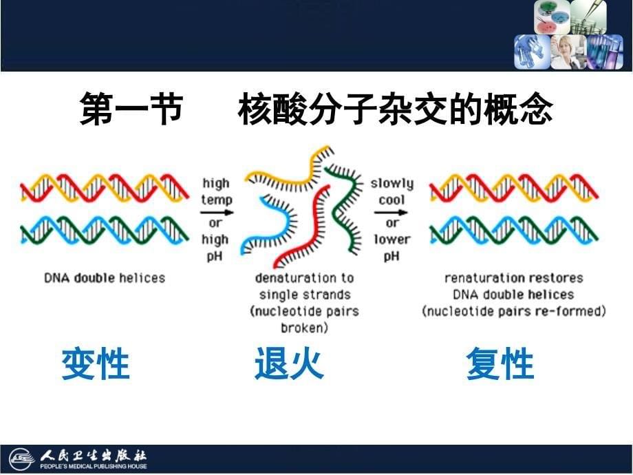 《核酸杂交技术》PPT课件_第5页