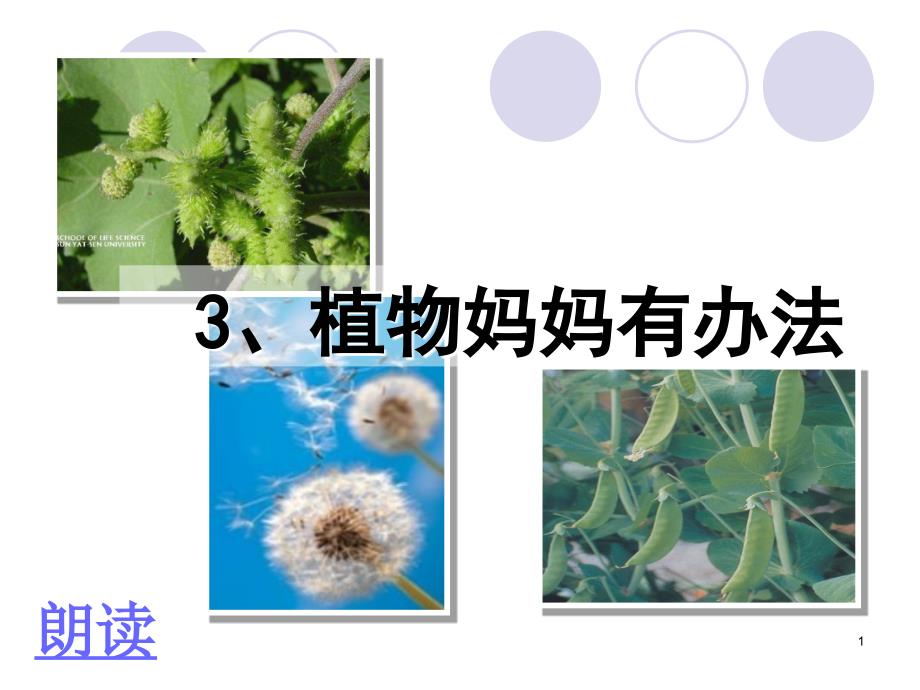 植物妈妈有办法最新公开课ppt课件_第1页