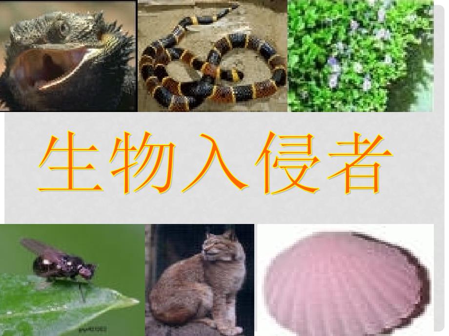 山东省胶南市大场镇中心中学八年级语文《生物入侵者》课件 新人教版_第2页