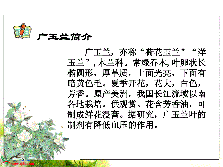 《广玉兰》PPT课件(苏教版六年级语文下册课件)[1][1]_第2页