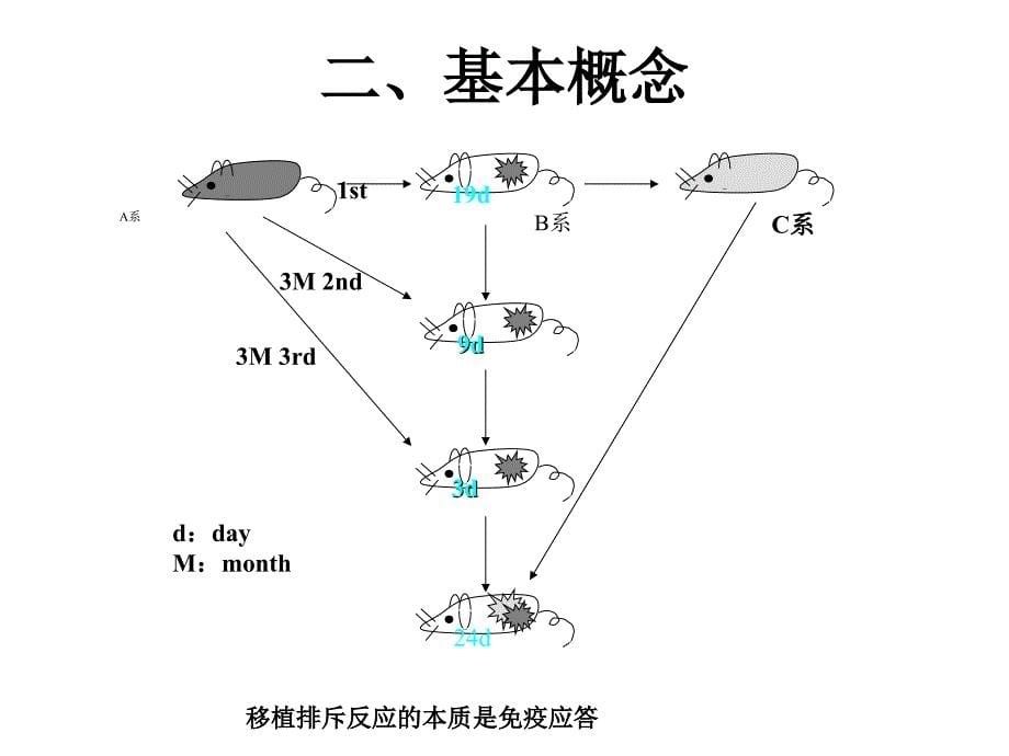 主要组织相容性复合物.ppt_第5页