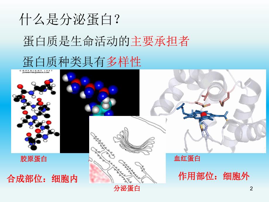 分泌蛋白的合成和分泌ppt课件_第2页