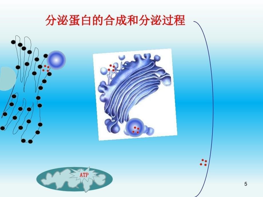 分泌蛋白的合成和分泌ppt课件_第5页