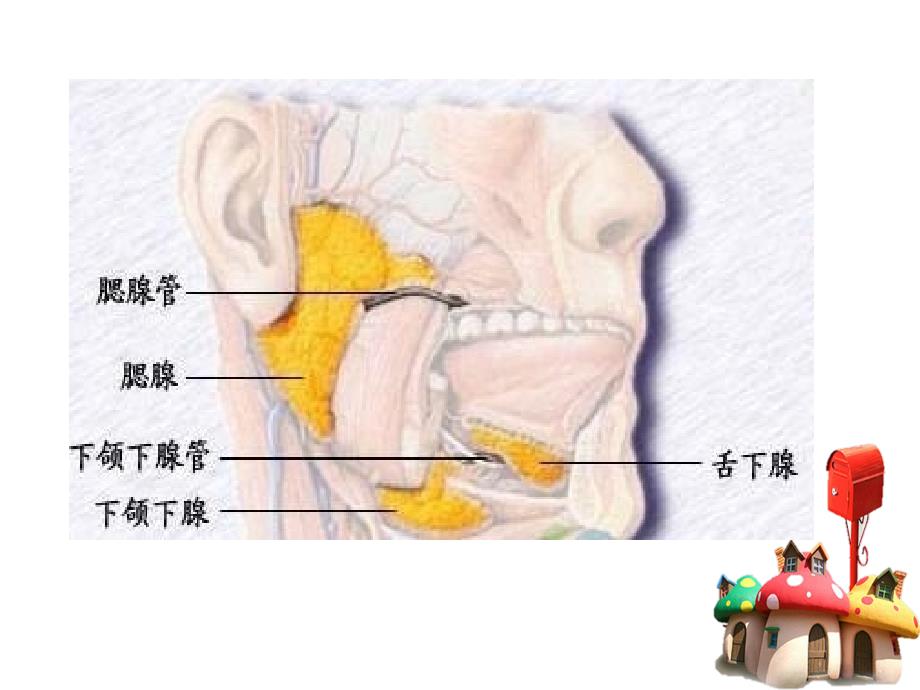 流行性腮腺炎预防知识_第3页