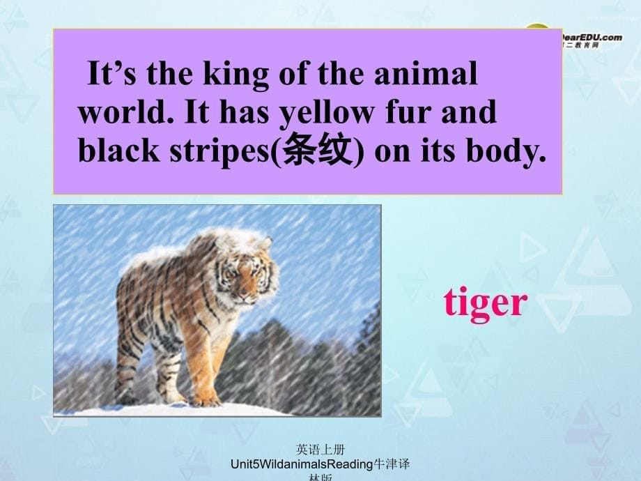 英语上册Unit5WildanimalsReading牛津译林版课件_第5页