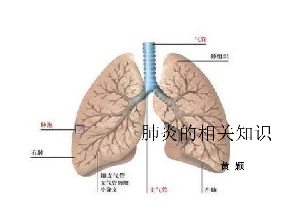 肺炎的相关知识_第1页