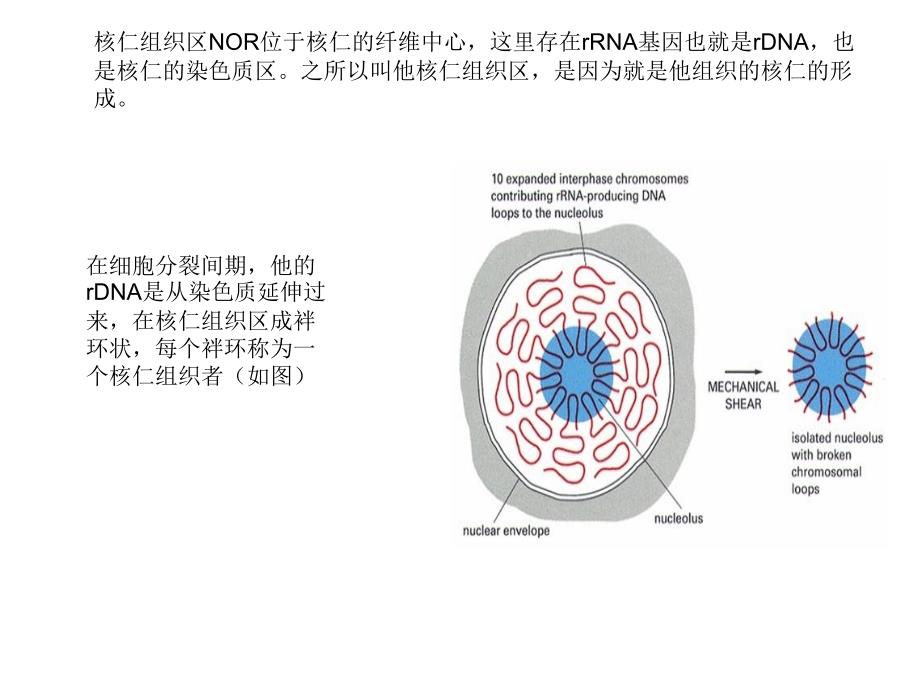 细胞生物学课件：银染的真相_第4页