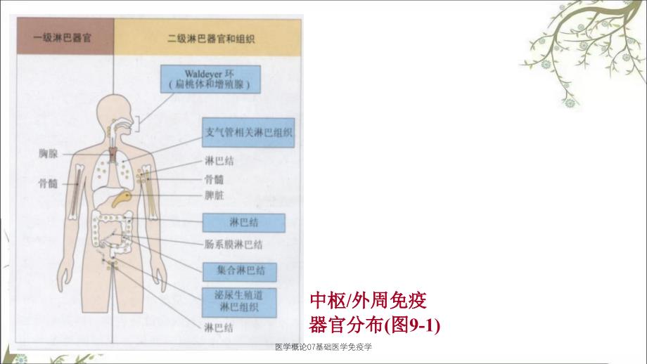 医学概论07基础医学免疫学_第2页