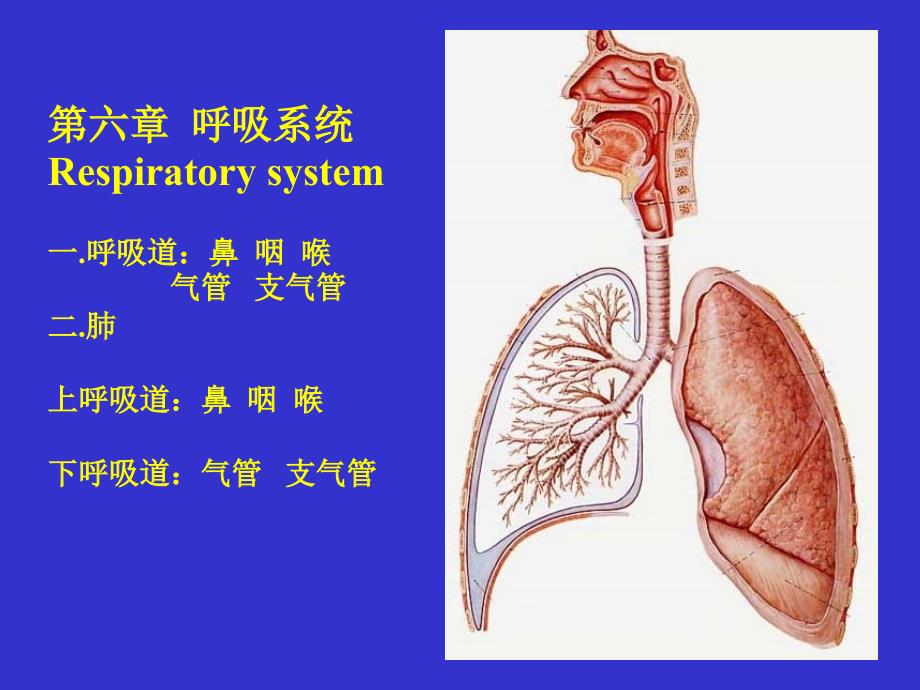 人体解剖学：5.呼吸系统_第1页