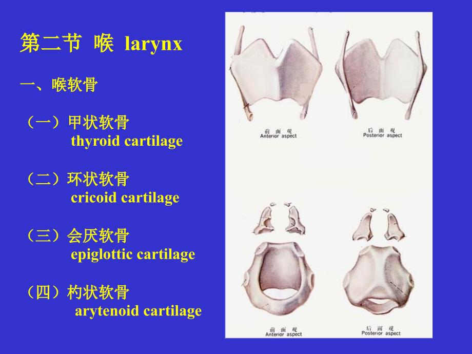 人体解剖学：5.呼吸系统_第3页