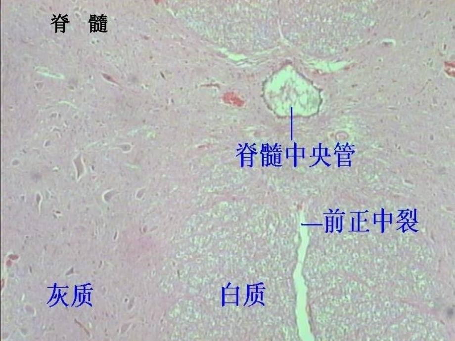 实验五神经组织和神经系统组织胚胎学.ppt_第5页