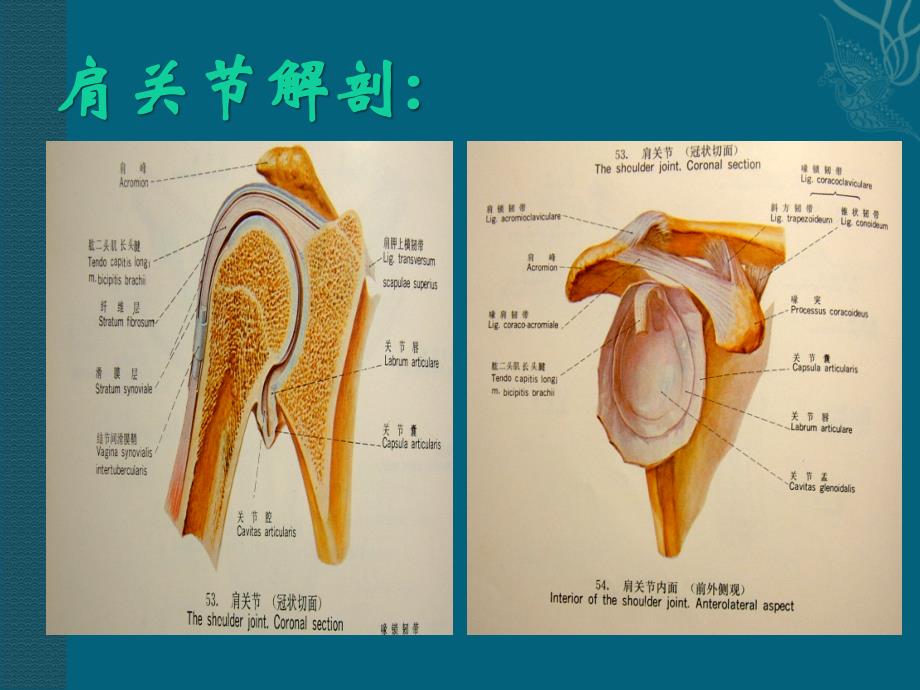 肩关节脱位的护理课件_第3页