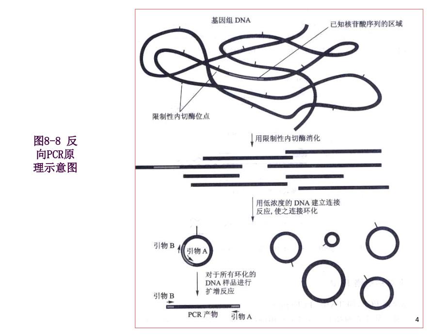 PCR3未知DNA扩增ppt课件_第4页
