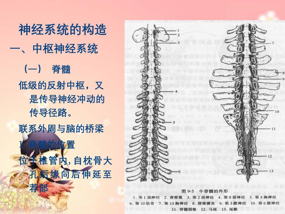 动物解剖学之十一神经系统_第3页