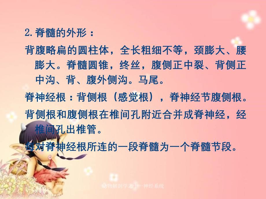 动物解剖学之十一神经系统_第4页