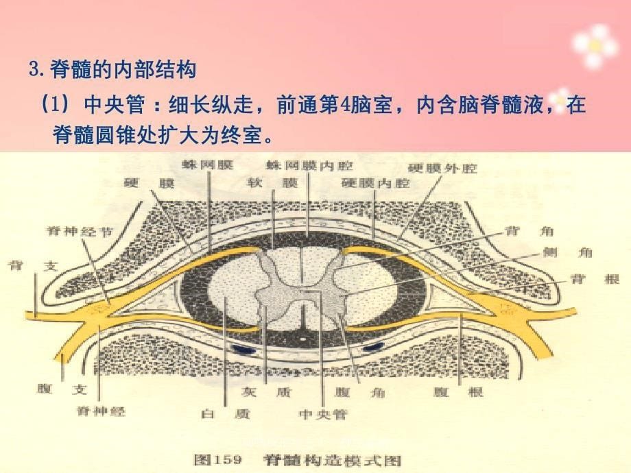 动物解剖学之十一神经系统_第5页