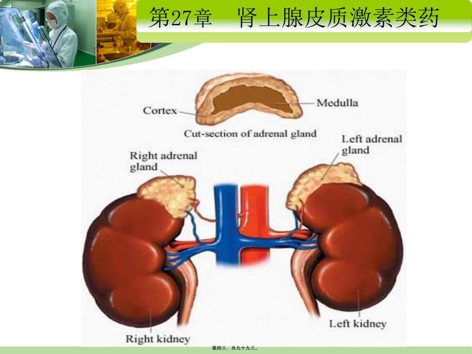 第六篇作用于内分泌系统药案例课件_第4页