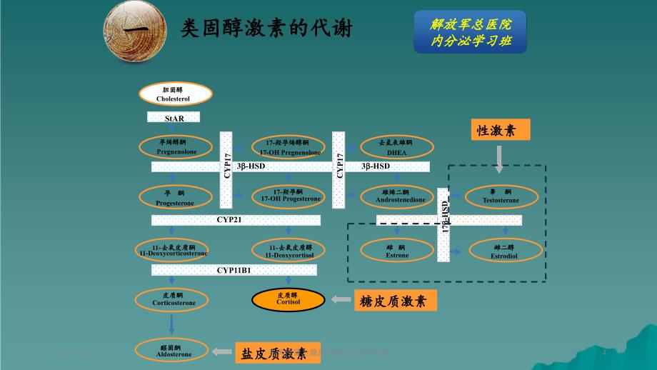 先天性肾上腺皮质增生症2_第4页