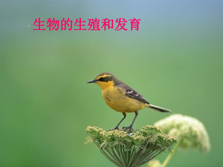 山东省胶南市理务关镇中心中学八年级生物 生物的生殖和发育课件_第1页