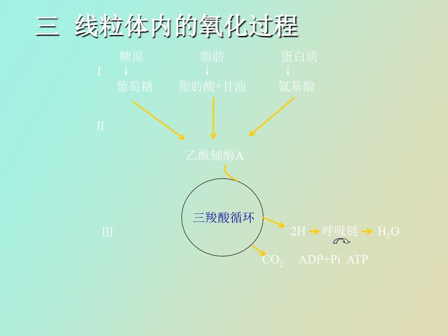 生物化学生物氧化_第4页