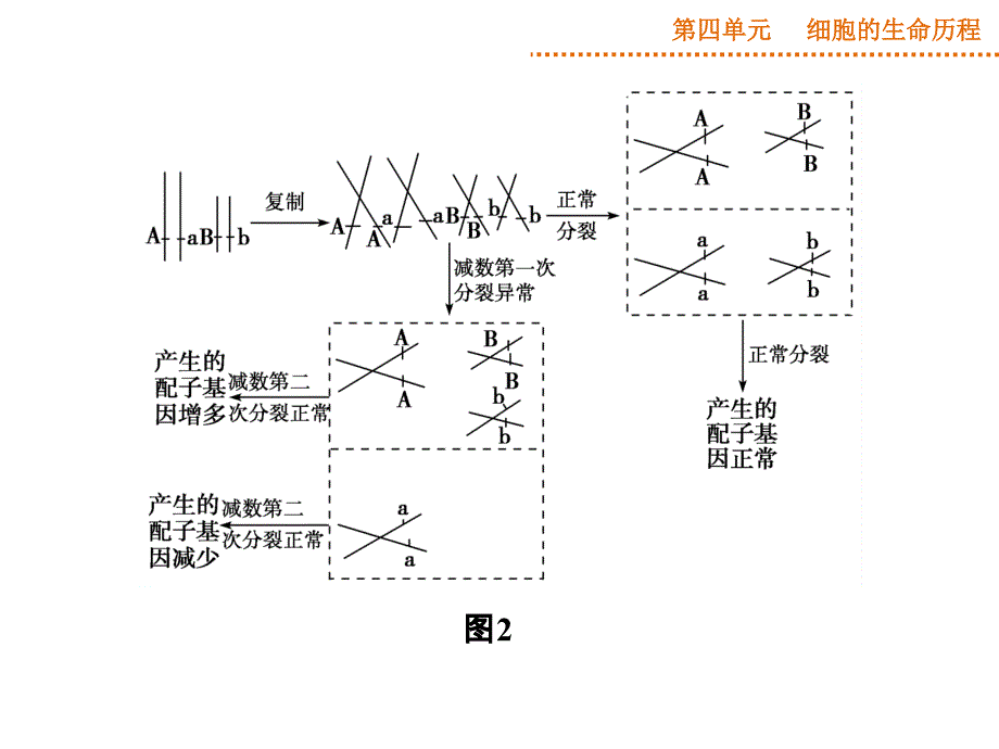 减数分裂中的异常行为_第4页