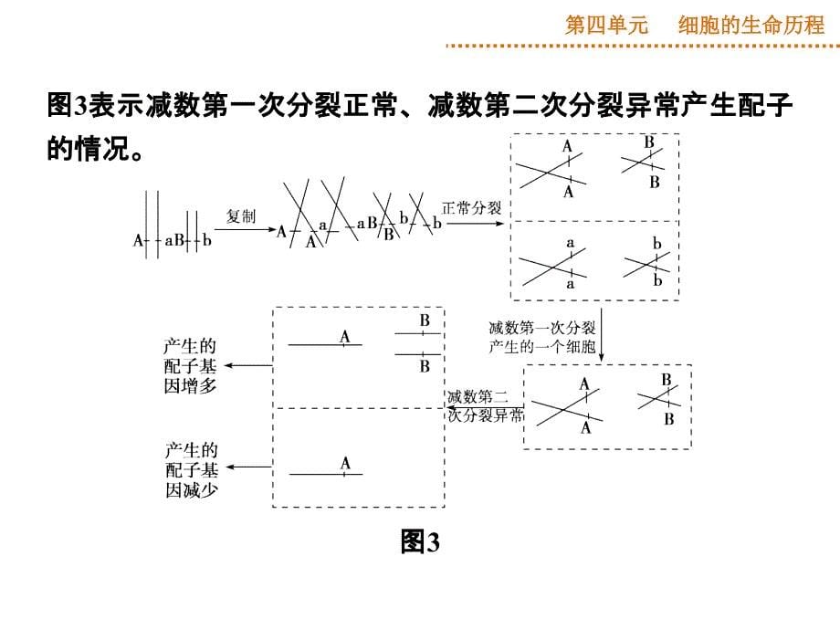 减数分裂中的异常行为_第5页