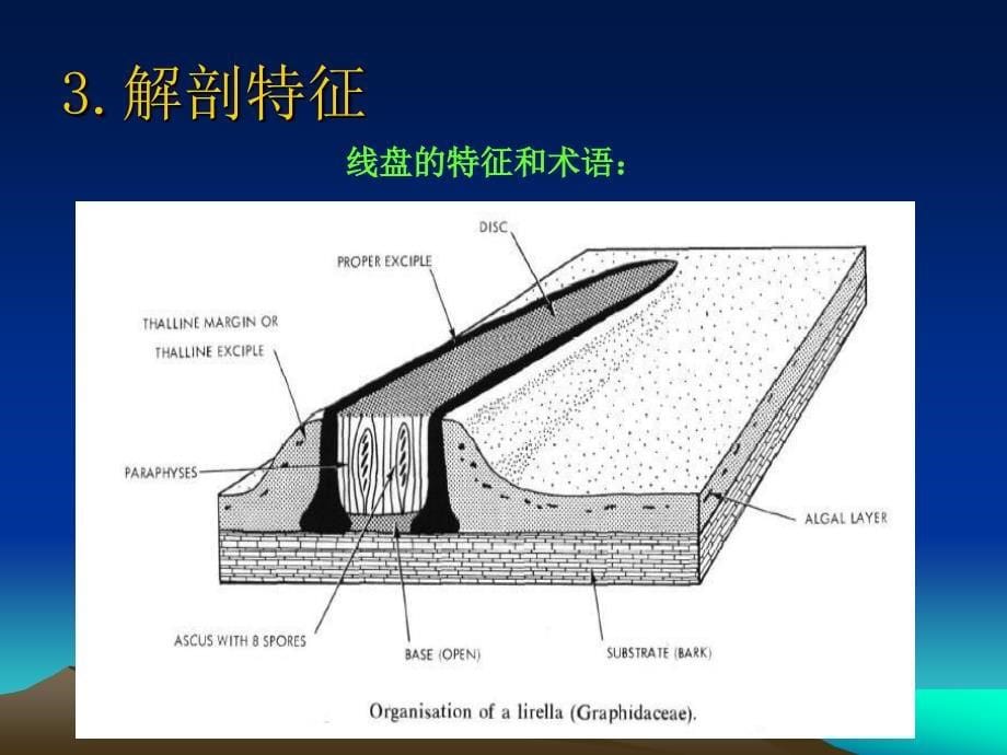 地衣标本特征的描述_第5页