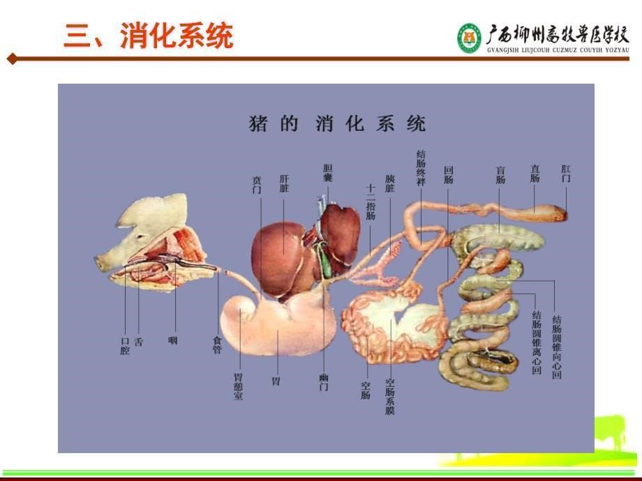 第十章猪的解剖生理特征_第5页