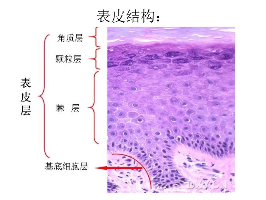 肿瘤诊治技术-皮肤肿瘤.ppt_第4页