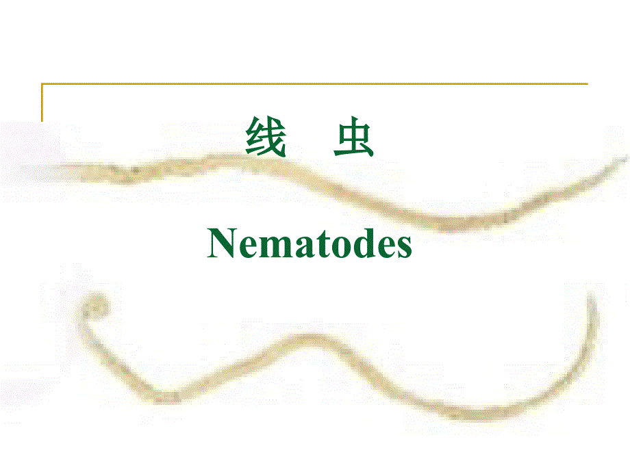 医学寄生虫学：4-线虫_第1页