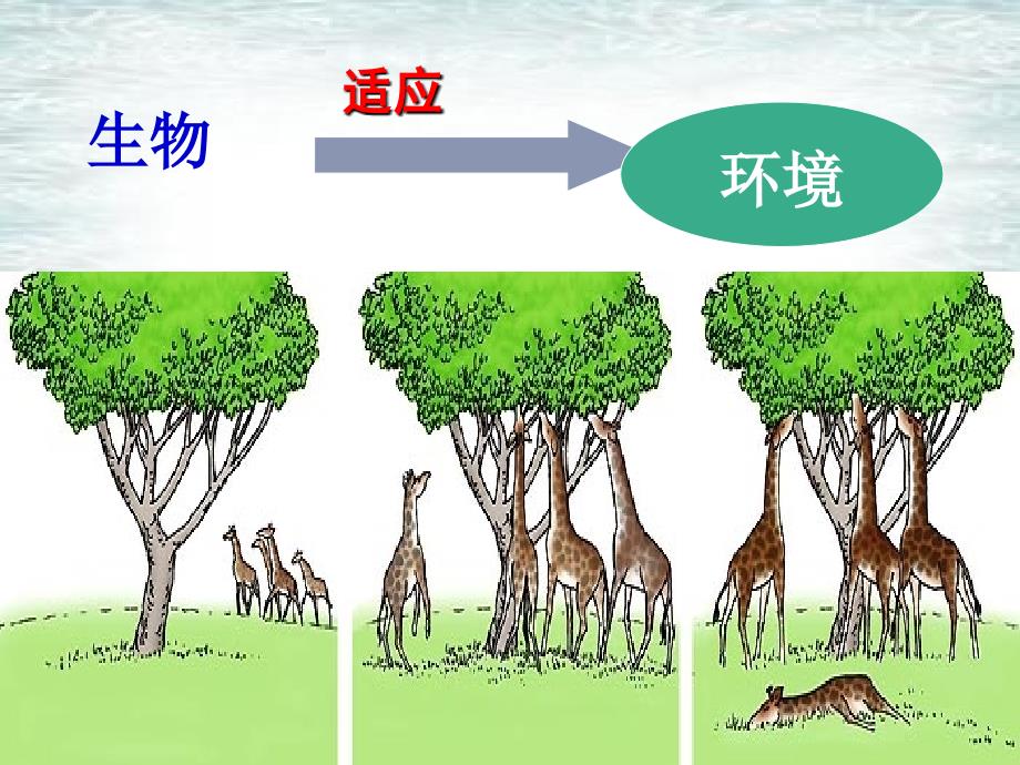 生物对环境的适应和影响_第1页