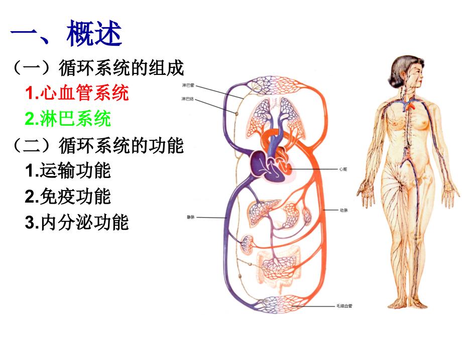 人体解剖学：脉管系统 (2)_第3页