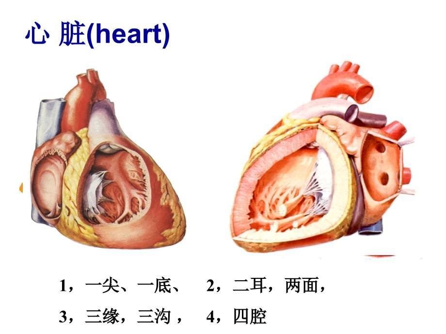 人体解剖学：脉管系统 (2)_第5页