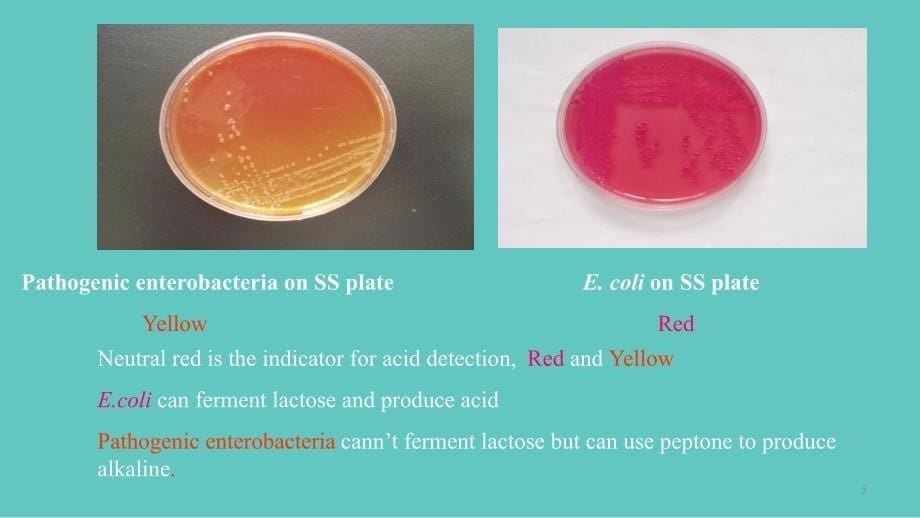 肠道杆菌Enterobacteriaceae_第5页